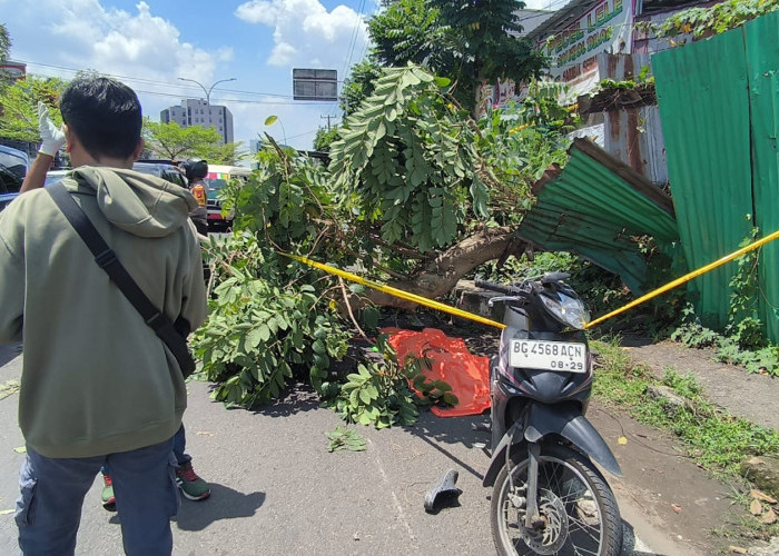 Pengemudi Ojol di Palembang Tewas Tertimpa Pohon Tumbang