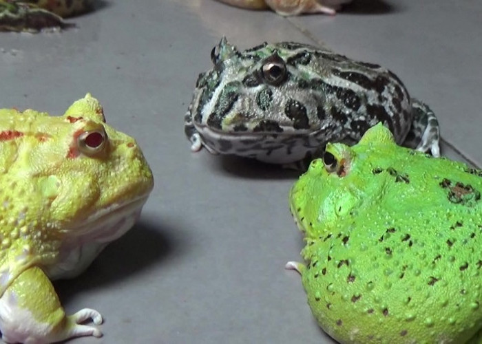 Katak Hias Pacman Frog Bernilai Jutaan Rupiah