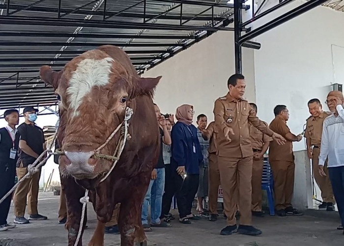 Panjul Sapi 900 kg yang di Kurbankan Prabowo di Muara Enim