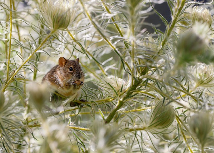 6 Tanaman Cantik yang Ampuh Mengusir Tikus dari Lingkungan Rumah