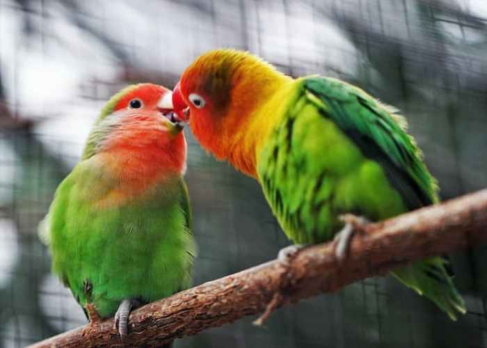 Tips Terbaru Membedakan Lovebird Jantan dan Betina dengan Mudah