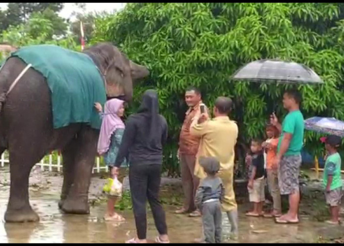 Video: Wisata Satwa Gajah Sumatera di Muara Padang Butuh Dikembangkan