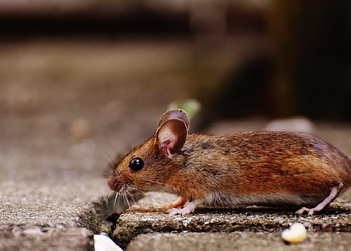   Tanpa Racun, Beginilah Cara Mudah Mengusir Tikus dari Rumah
