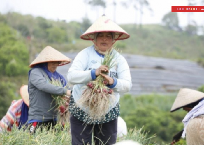 Mengubah Stigma Negatif Lembah Tengkorak dalam Pertanian Bawang Merah