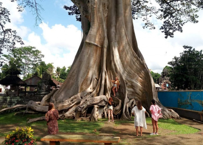 Cerita Mistis di Indonesia: Pohon Raksasa Kayu Putih Desa Bayan yang Dikenal Angker dan Punya Sisi Magis