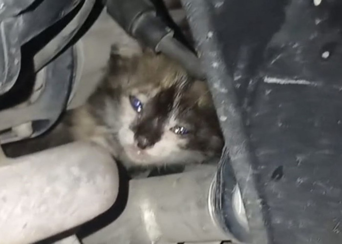 Heroik!! Tangisan Anak Kucing Bawa Petugas Damkar Menyelamatkan