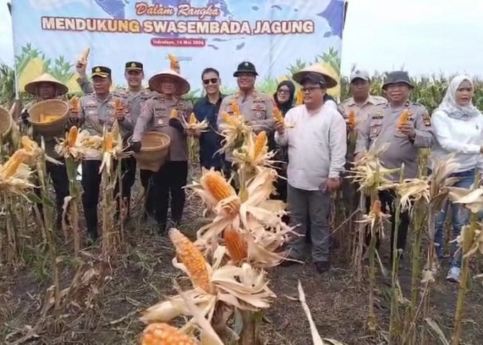 Polres Ogan Ilir Panen 12 Ton Jagung dari Lahan 3 Hektar