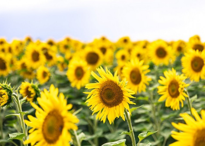 Budidaya Bunga Matahari: Kunci Sukses Petani Modern dalam Meningkatkan Produksi dan Keberlanjutan