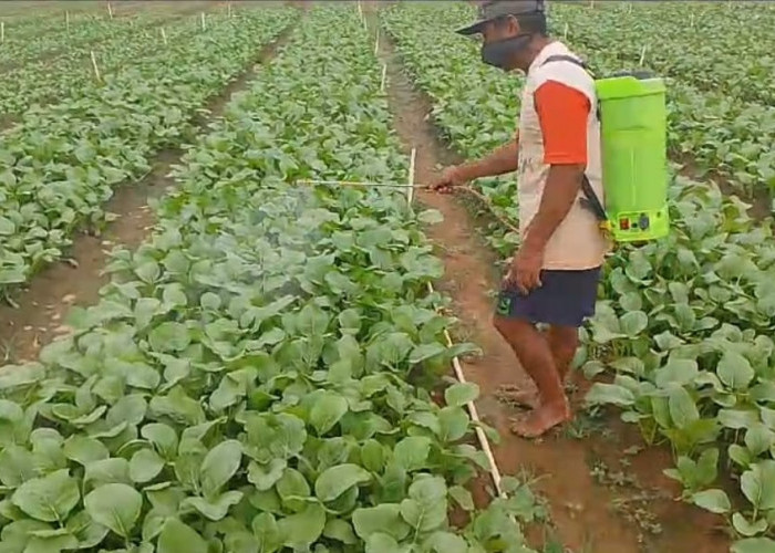 Berkah Bagi Petani Sayur di Banyuasin, Harga Sawi Melonjak Menjadi Rp 8.000 Per Kilo 