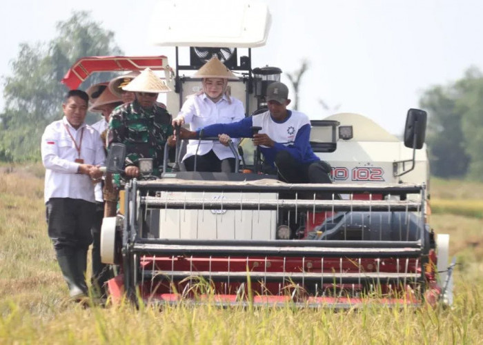 Banyuasin Panen Raya IP 200, Siap Jadi Lumbung Pangan Nasional