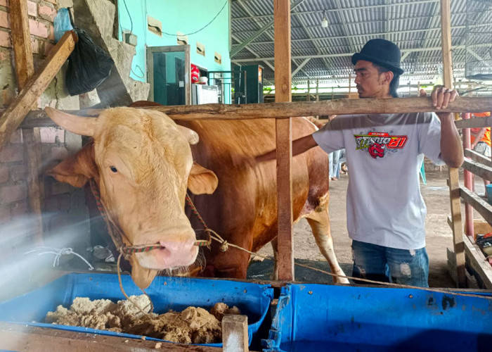 Arjuna Terpilih sebagai Sapi Kurban Presiden Prabowo di Palembang