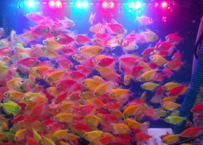 Ikan Glofish Jadi Primadona Baru di Dunia Ikan Hias