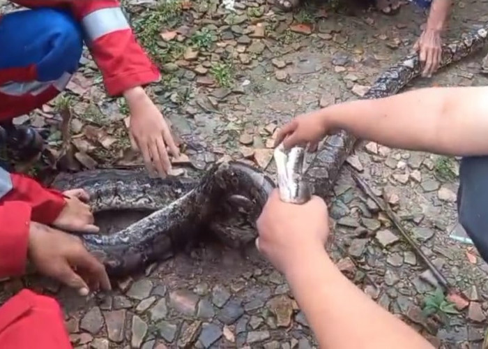 Heboh! Ular Sanca di Atas Pohon Pisang Bikin Warga Palembang Panik