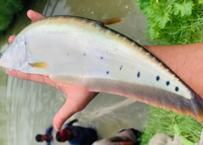 Ikan Belida yang Dinyatakan Punah pada 2020 Kembali Ditemukan di Pulau Jawa