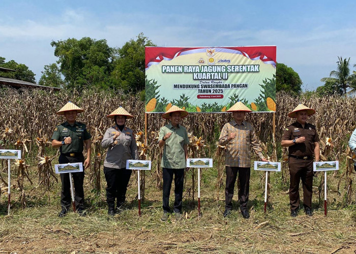Ratu Dewa Ikuti Panen Raya Jagung Serentak Dukung Swasembada Pangan Nasional