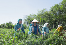Kebun Cabai Binaan PKK OKU Selatan Jadi Sumber Penghasilan Baru Masyarakat Desa