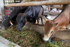 Sumsel Siapkan 74.000 Hewan Kurban, DKPP Pastikan Pengawasan Ketat Jelang Idul Adha