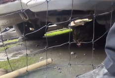 Heboh! Macan Dahan Masuk Permukiman Warga Lahat