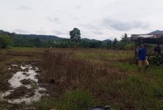 Irigasi Air Lemutu Diduga Dibangun Asal Jadi, Sawah Warga Kering.