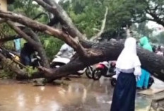 Hujan Deras Disertai Angin Kencang, Satu Pohon Tumbang Tutup Akses Jalan Panca Usaha 5 Ulu