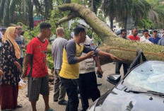 Usia Empat Dekade Jadi Penyebab Pohon Roboh Timpa Tiga Mobil