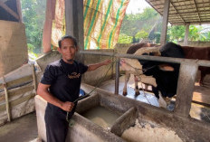 Kenaikan Capai 20 Persen, Idul Adha Bawa Angin Segar Bagi Peternak Sapi di Palembang 