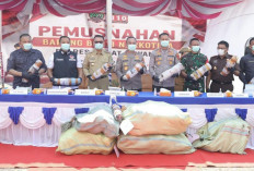 Polda Sumsel Musnahkan Ratusan Kilogram Ganja Hasil Penggerebekan di Empat Lawang