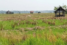 132 Hektare Sawah Kekeringan, Ratusan Petani Muara Enim Gagal Tanam