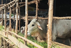 Jelang Idul Adha, Penjualan Hewan Kurban di Palembang Meningkat