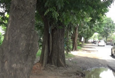 Warga Palembang Desak Peremajaan Pohon dan Pengawasan Rutin