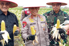 Saat Panen di Ogan Ilir, Polda Sumsel Siap Tambah 700 Hektare Lahan Jagung