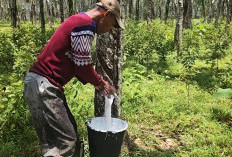 Dipicu Permintaan Global, Harga Karet di Sumsel Melonjak