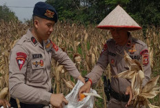 Personel Batalyon C Brimob Polda Sumsel Panen 10 Ton Jagung, Dukung Program Ketahanan Pangan Nasional