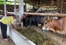 Pengawasan Hewan Kurban Jelang Idul Adha Diperketat di Sumsel