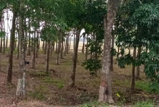 Permintaan Ban Meningkat, Harga Karet Sumsel Ikut Melonjak Naik