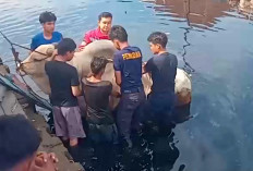 Sapi Kurban 700 Kilogram Tercebur ke Dam, Proses Evakuasi Dibantu Damkarmat Palembang Berlangsung Dramatis