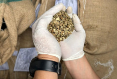 Kopi Robusta Pagaralam Dijamin Aman Masuk Australia