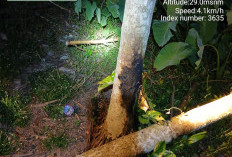 Pohon Tumbang Picu Pemadaman di Ogan Ilir, PLN Ingatkan Jarak Aman 3 Meter dari Jaringan Listrik