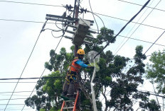 Strategi Preventif PLN Amankan Jaringan Listrik dari Potensi Gangguan Satwa di Bengkulu