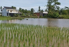 Sawah Tergenang Akibat Hujan Lebat, Petani Palembang Hadapi Risiko Gagal Tanam