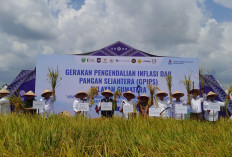 Perkuat Ketahanan Pangan, Bank Indonesia Luncurkan Program GPIPS Wilayah Sumatera