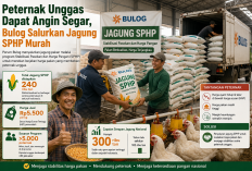 Peternak Unggas Dapat Angin Segar, Bulog Salurkan Jagung SPHP Murah