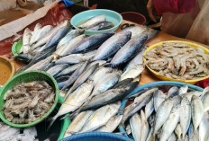 Awal 2026, Harga Ikan Laut di Pasar Kuto Palembang Alami Kenaikan