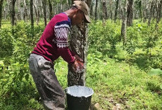 Kabar Baik untuk Petani di Sumsel! Harga Karet Naik, Tapi Ada Peringatan yang Tak Boleh Diabaikan
