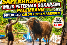 Arjuna, Sapi Simental dengan Bobot 1.178 Kg Menjadi Calon Sapi Kurban Presiden di Sumsel