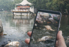 Isu Ikan Mati di Kambang Iwak Viral, Penjaga Pastikan Bukan Diracun, Tapi Ini !!!
