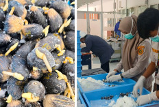 Balai Karantina Sumsel Lakukan Sertifikasi 95.400 Benih Kelapa Sawit Siap Ekspor ke Peru