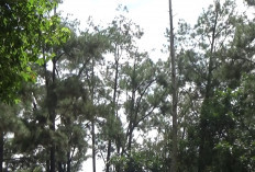 Bencana Sumatera Jadi Warning, 300 Ribu Hektare Lahan Kritis di Sumsel