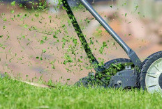 Mesin Potong Rumput 2026: Pilihan Praktis untuk Perawatan Taman dan Lahan