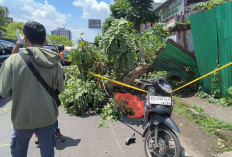 Pengemudi Ojol di Palembang Tewas Tertimpa Pohon Tumbang